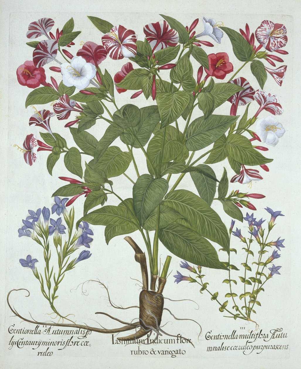 The Marvel of Peru and Two Varieties of Gentian, från Hortus Eystettensis, av Basil Besler (1561-1629), pub. 1613 (handfärgad gravyr) av German School