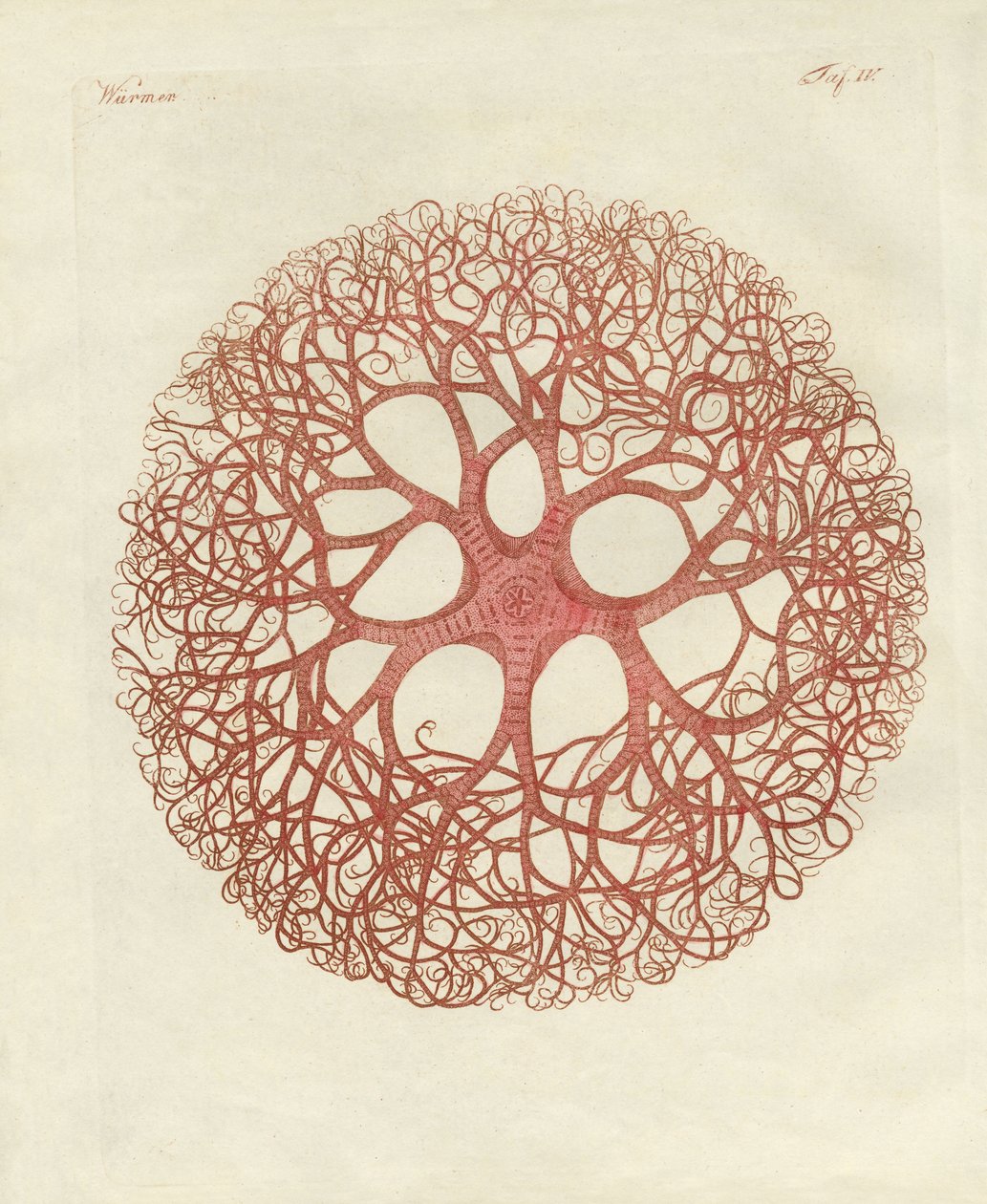 Medusa-stjärnan av German School