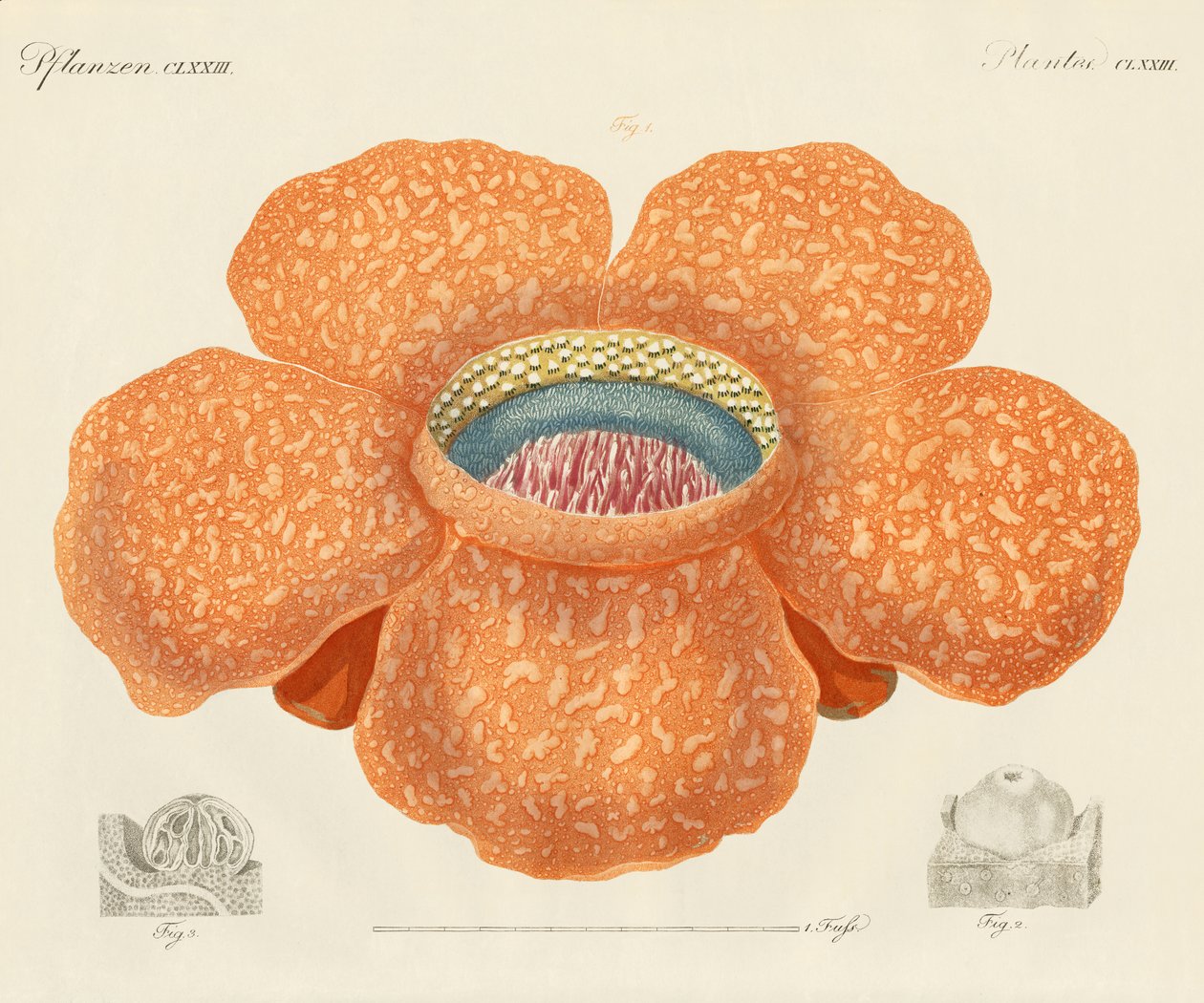 Den största av alla kända blommor (färgad gravyr) av German School