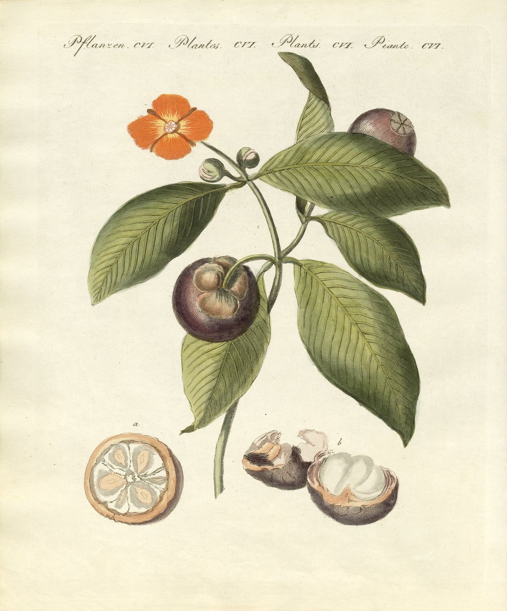Mangostanträdet (färgad gravyr) av German School