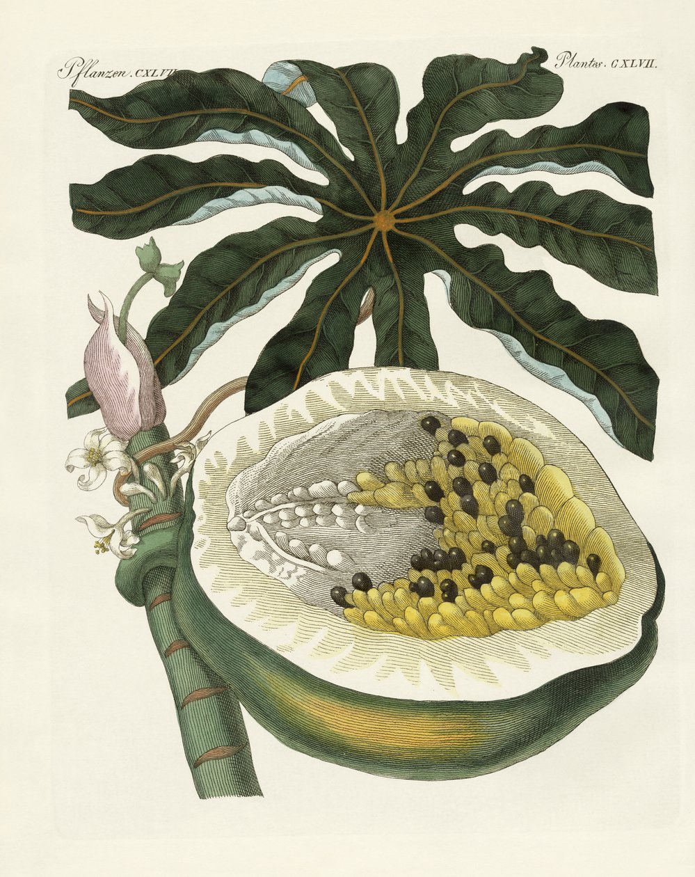 Melon- eller papayaträdet (färgad gravyr) av German School