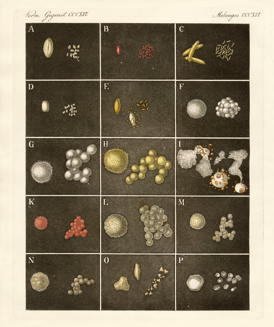 Pollen eller pollen från växter (färgad gravyr) av German School