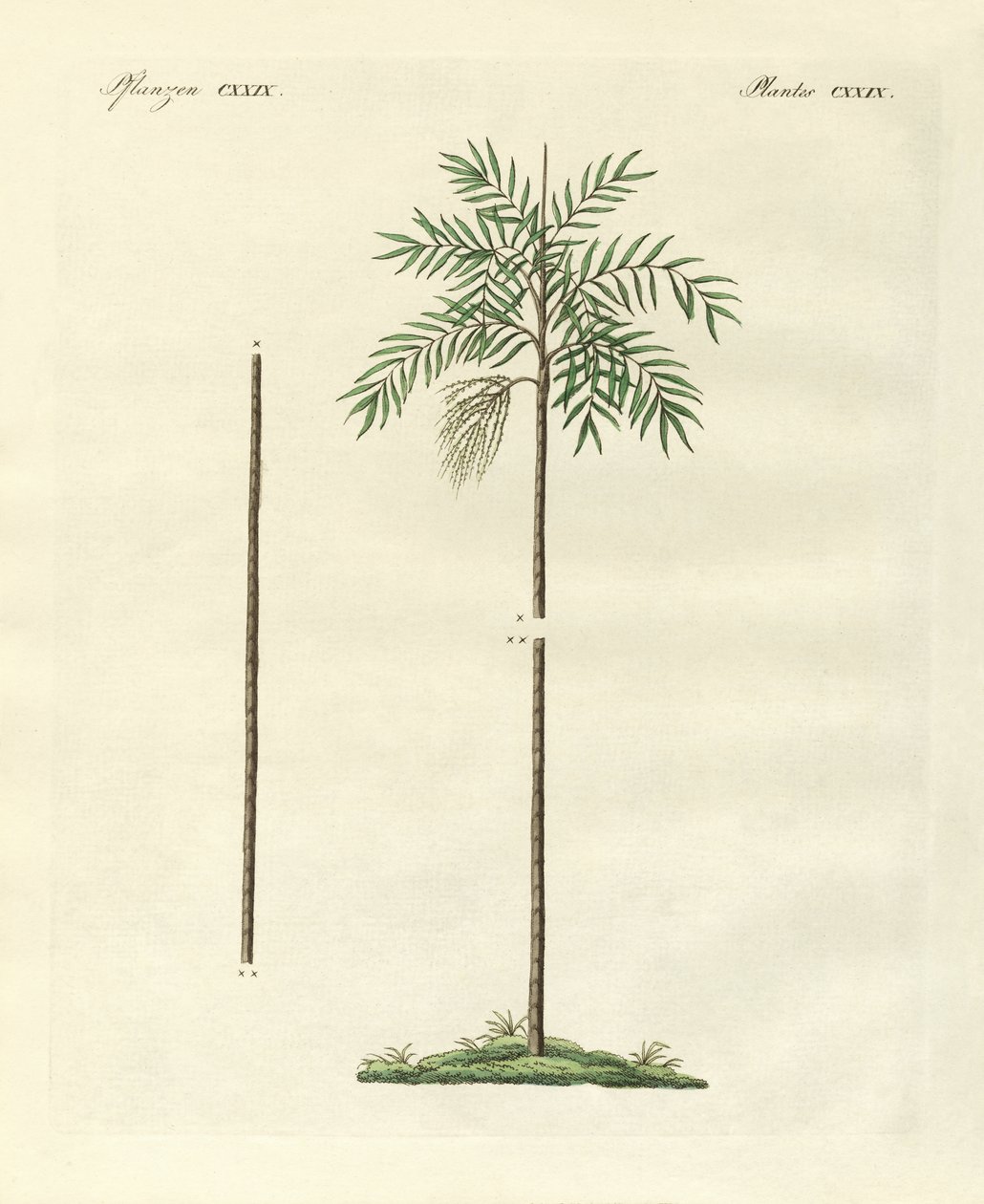 Den smala handflatan av New Ireland (färgad gravyr) av German School