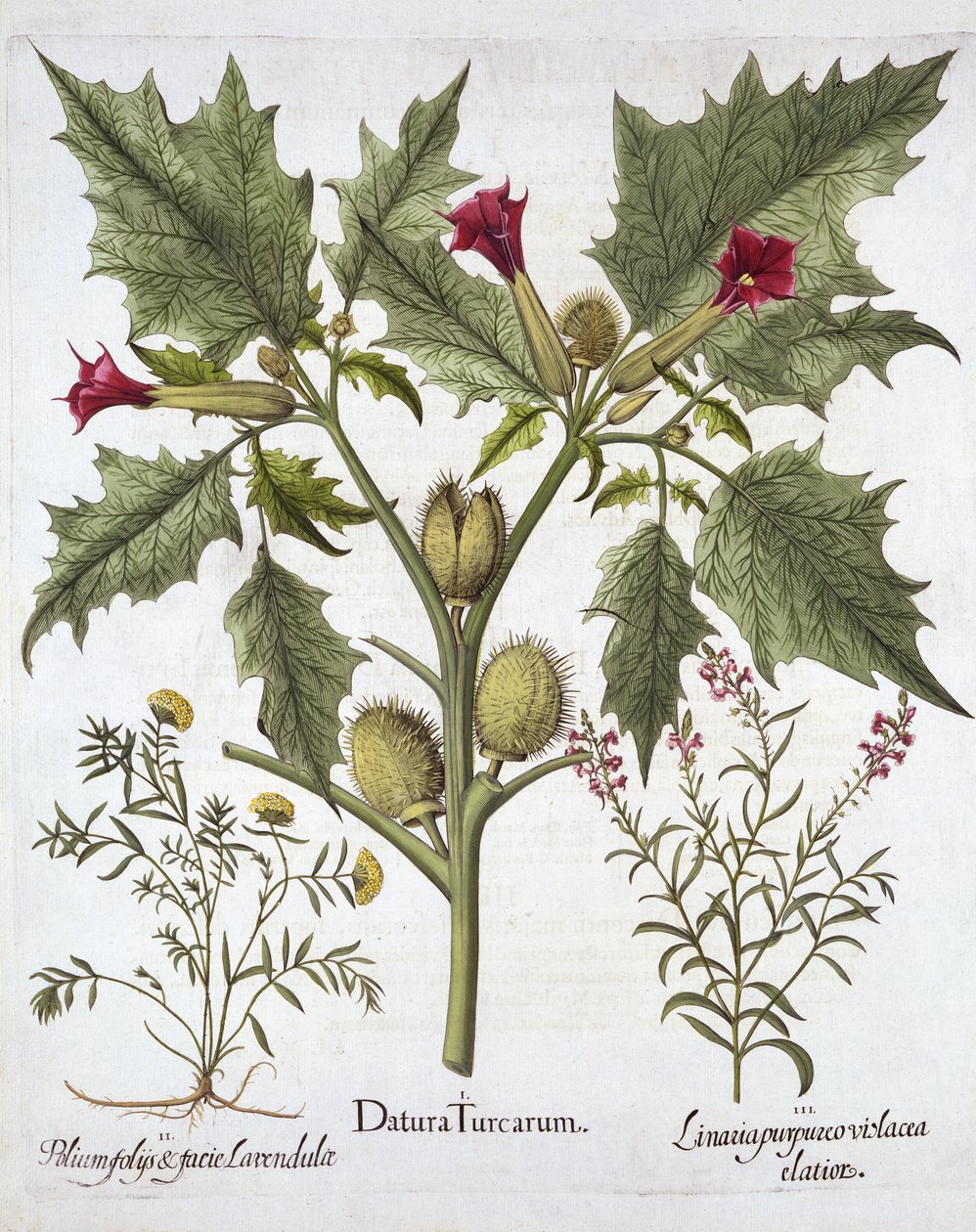 Thorn Apple, Germander och Purple Toadlin, från Hortus Eystettensis, av Basil Besler (1561-1629), pub. 1613 (handfärgad gravyr) av German School