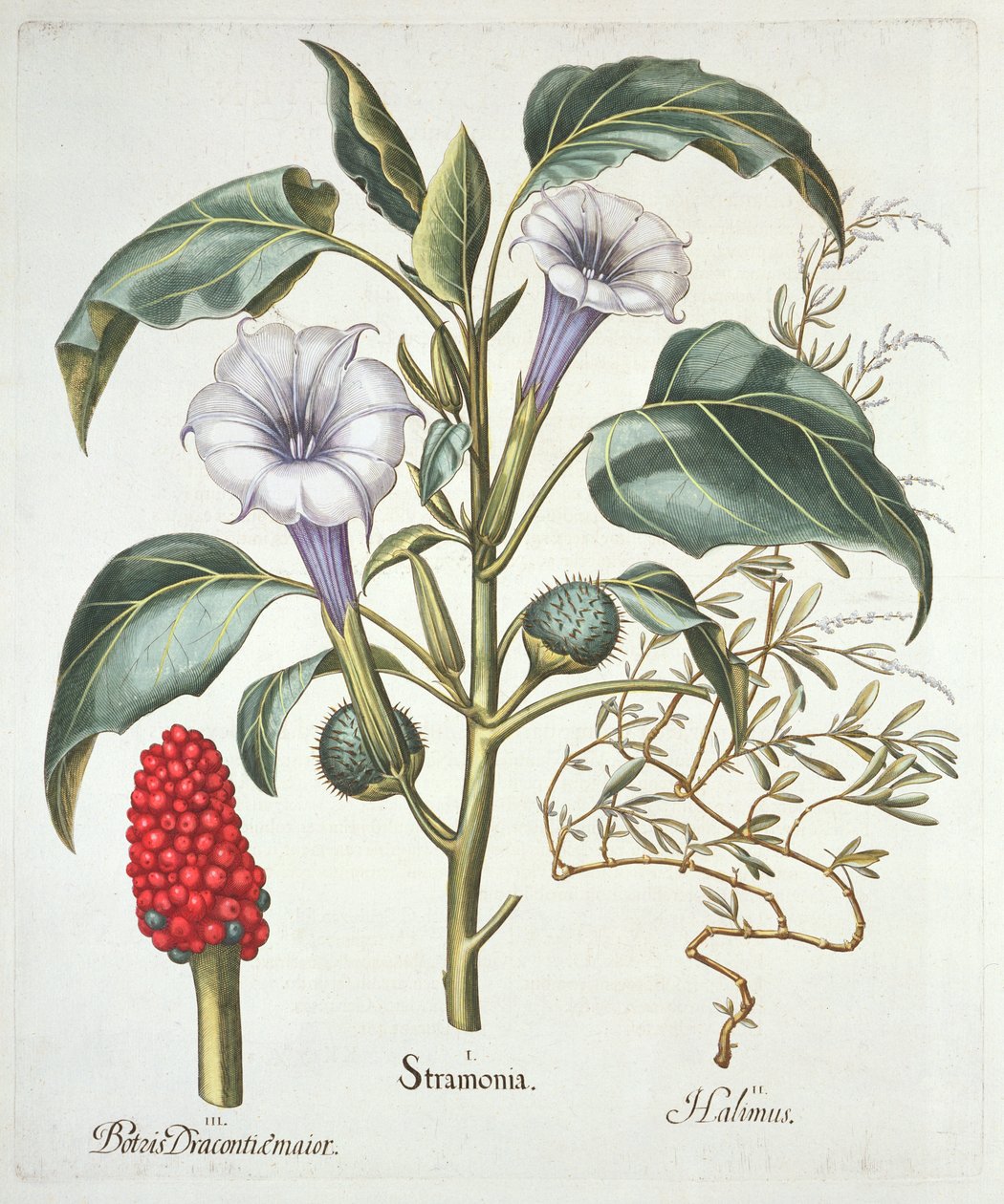 Thorn Apple, från Hortus Eystettensis av Basil Besler (1561-1629), pub. 1613 (handfärgad gravyr) av German School