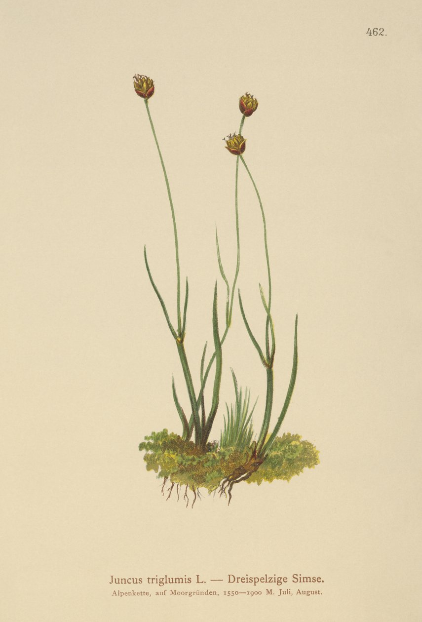 Treskrov Rush (Juncus triglumis) av German School