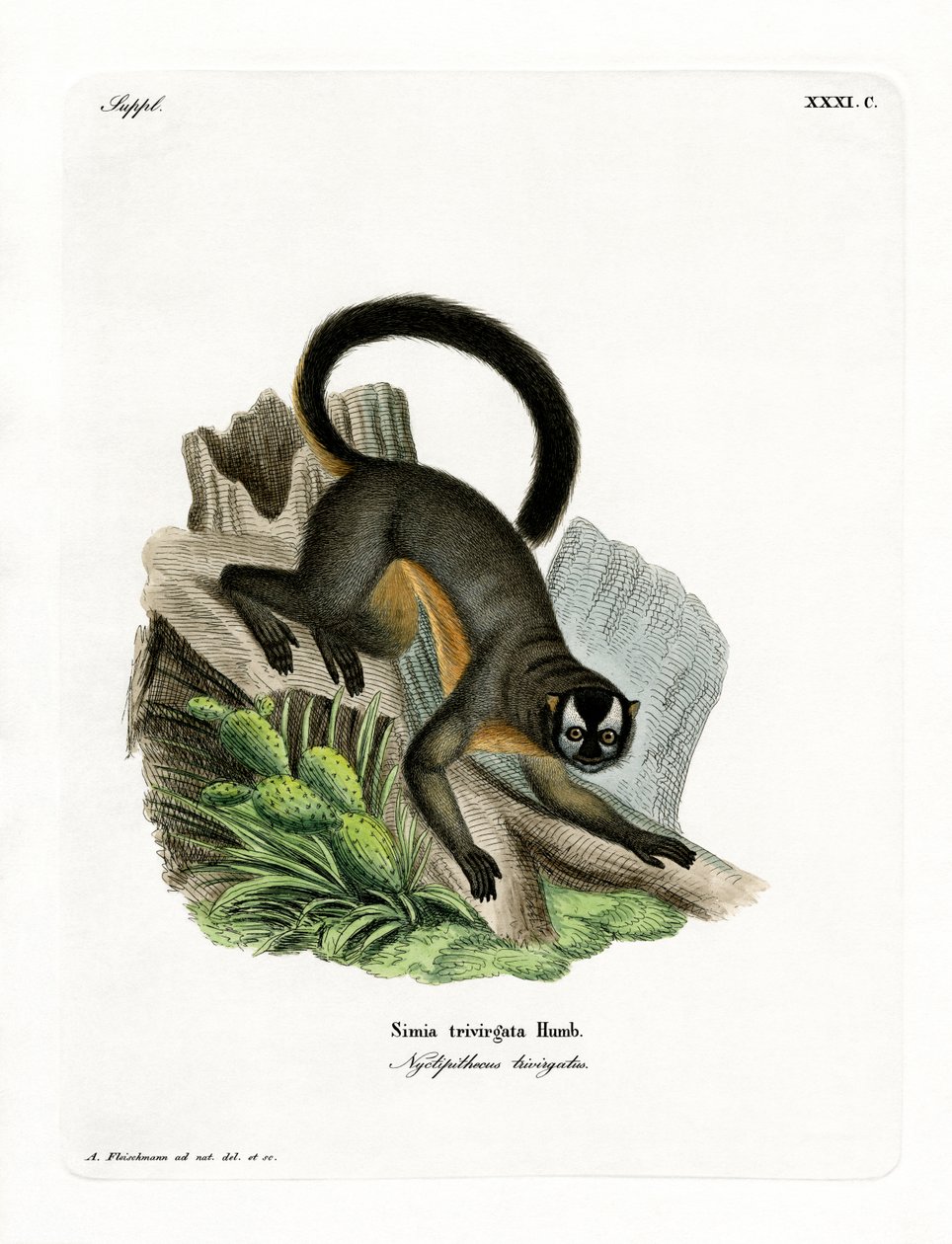 Trerandig Night Monkey (färgad gravyr) av German School