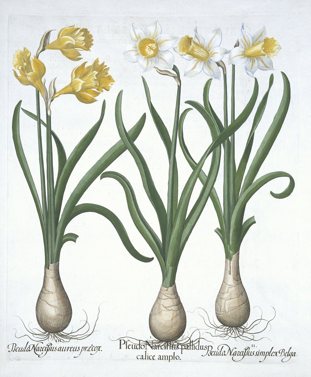 Tre Pseudo-Narcissi, från Hortus Eystettensis, av Basil Besler (1561-1629) pub. 1613 (handfärgad gravyr) av German School