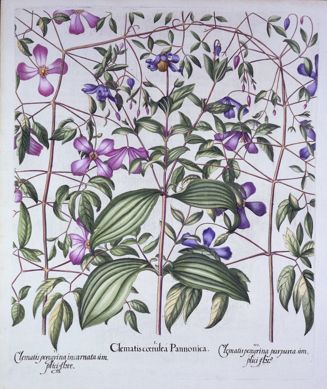 Tre typer av klematis, från Hortus Eystettensis, av Basil Besler (1561-1629), pub. 1613 (handfärgad gravyr) av German School