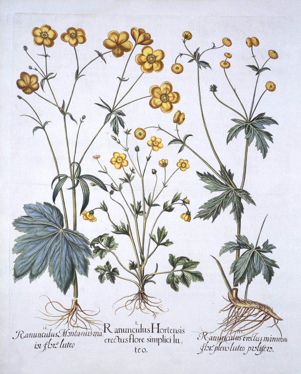 Tre varianter av smörblomma, från Hortus Eystettensis, av Basil Besler (1561-1629), pub. 1613 (handfärgad gravyr) av German School