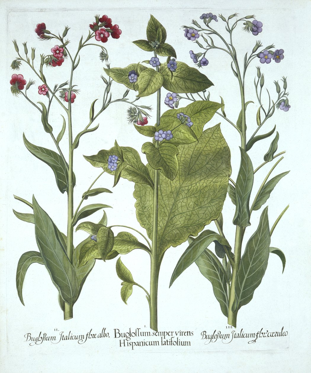 Tre varianter av Bugloss, från Hortus Eystettensis, av Basil Besler (1561-1629), pub. 1613 (handfärgad gravyr) av German School