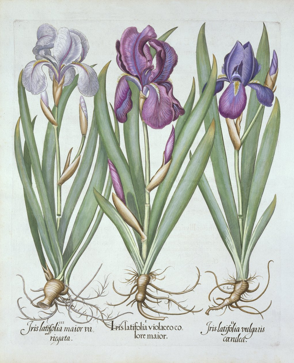 Tre sorter av rhizomatous skäggig iris, från Hortus Eystettensis, av Basil Besler (1561-1629) pub. 1613 av German School