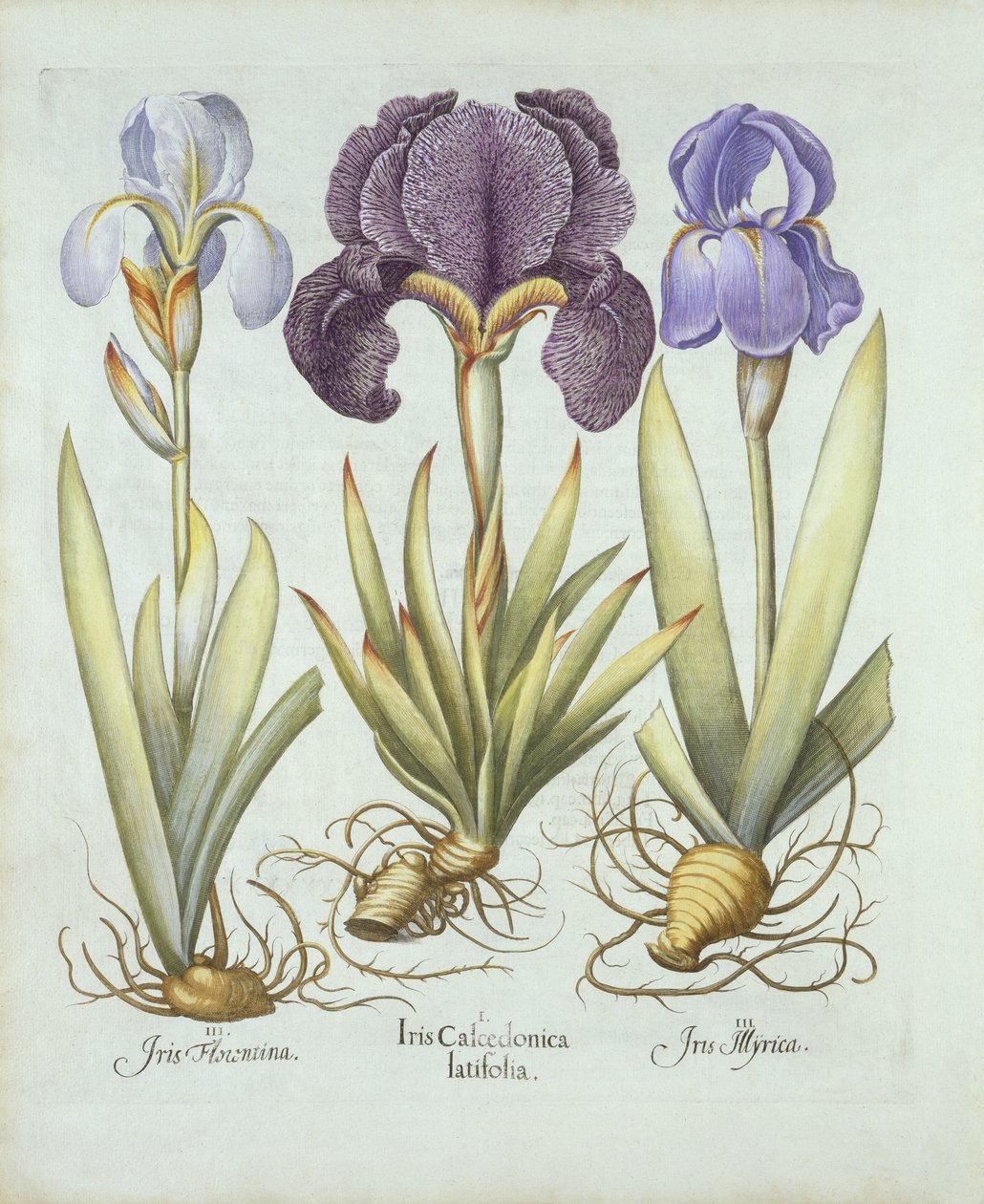 Tre sorter av rhizomatösa skägglösa iris, från Hortus Eystettensis, av Basil Besler (1561-1629) pub. 1613 (handfärgad gravyr) av German School