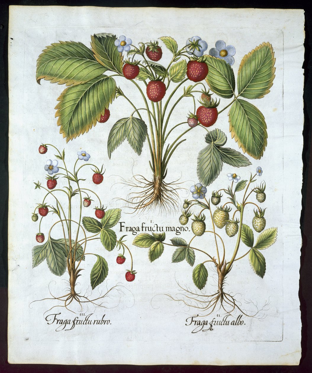 Tre sorters jordgubbar, tallrik 116, från Hortus Eystettensis av Basil Besler (1561-1629) pub 1613 (handfärgad gravyr) av German School