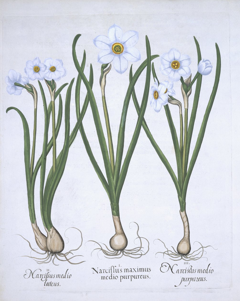 Tre vita narcisser, från Hortus Eystettensis, av Basil Besler (1561-1629) pub. 1613 (handfärgad gravyr) av German School