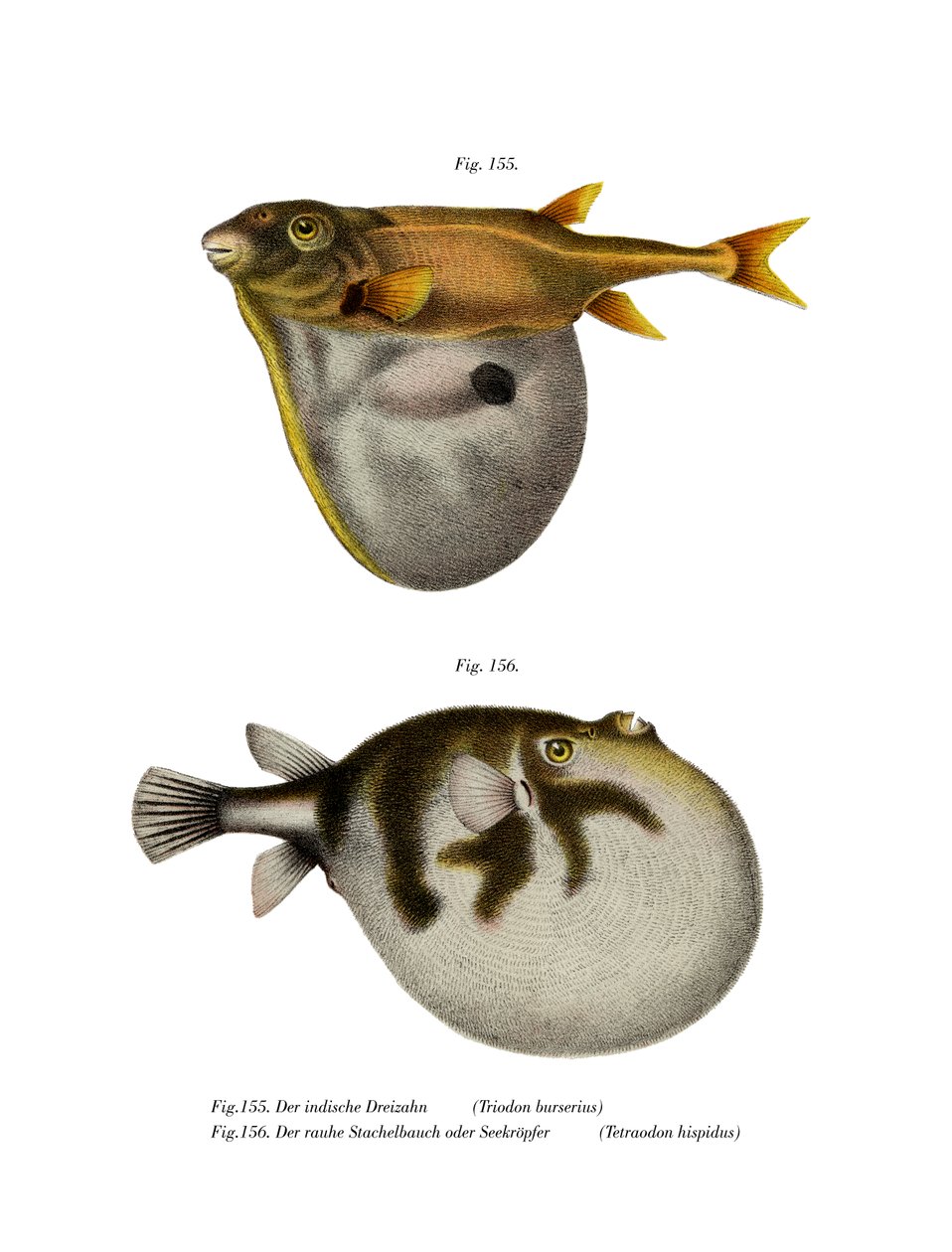 Threetooth Puffer (färg litho) av German School