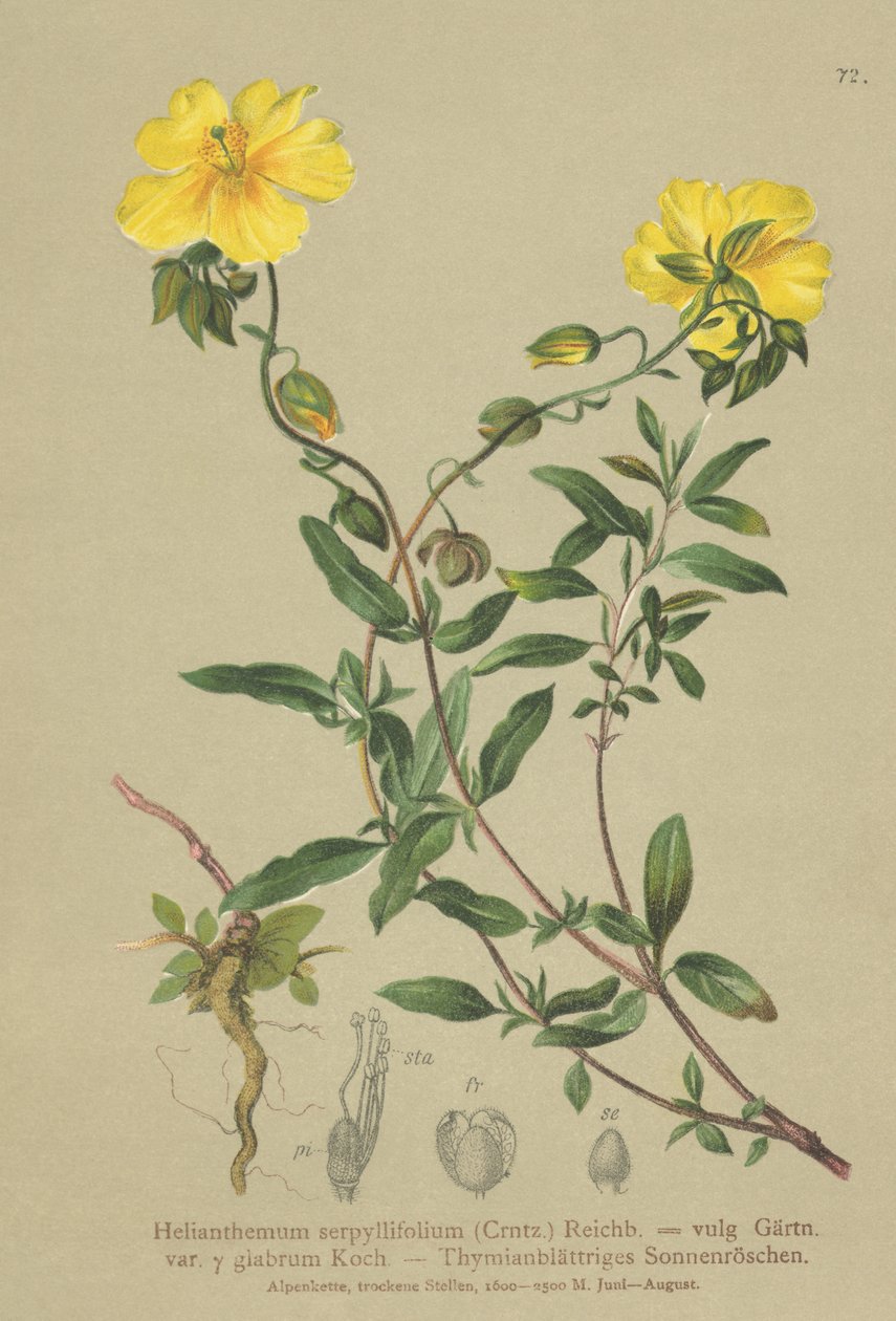 Timjanbladig stenros (Helianthemum grandiflorum, Helianthemum serpyllifolium, Helianthemum vulgaris) av German School