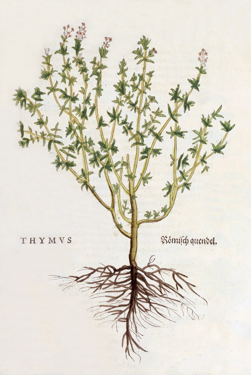 Thymus [timjan], illustration från De historia stirpium commentarii insignes av Leonhard Fuchs, publicerad 1542 (färgat träsnitt) av German School