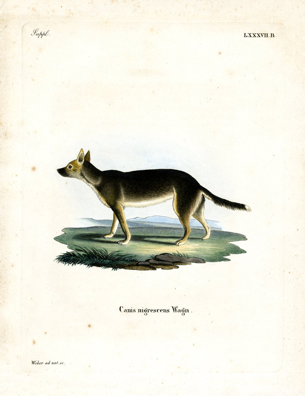 Tibetansk hund (färgad gravyr) av German School