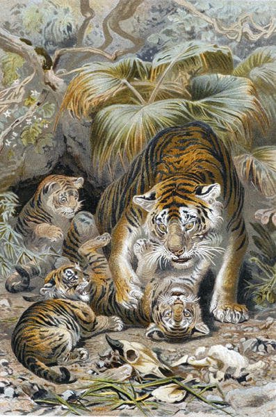 Tiger, platta från "Brehms Tierleben: Allgemeine Kunde des Tierreichs", vol.1, s.391, utgiven av Bibliographisches Institut. av German School