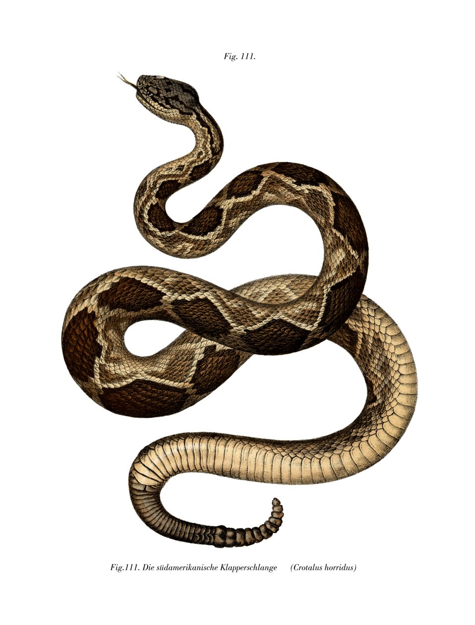 Timber Rattlesnake (färg litho) av German School