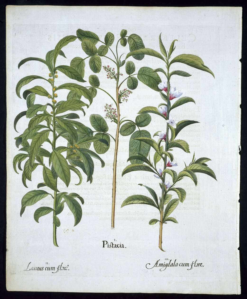 Titel: Pistaschnötter, bukträd (Laurus Nobilis) och mandel, tallrik 6 från Hortus Eystettensis av Basil Besler (1561 - 1629) pub 1613 (handfärgad gravyr) av German School