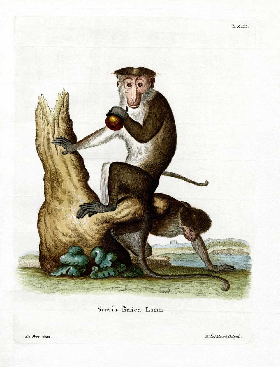 Toque Macaque (färgad gravyr) av German School