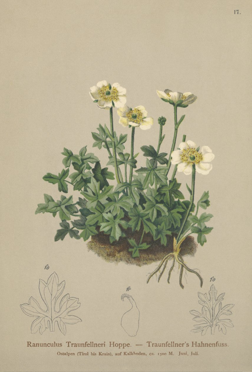 Traunfellners kråkfot (Ranunculus Traunfellneri) av German School