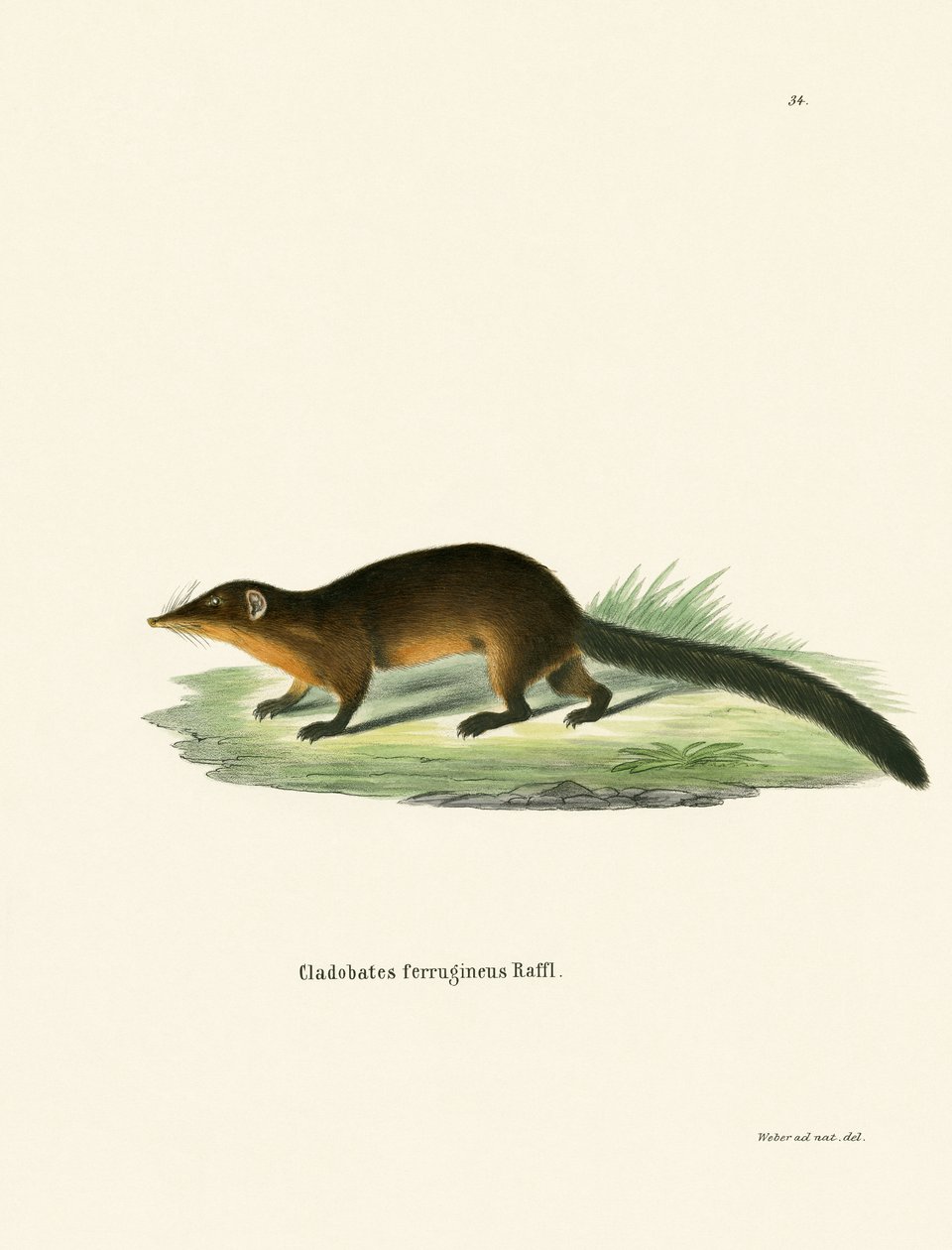 Treeshrew (färgad gravyr) av German School