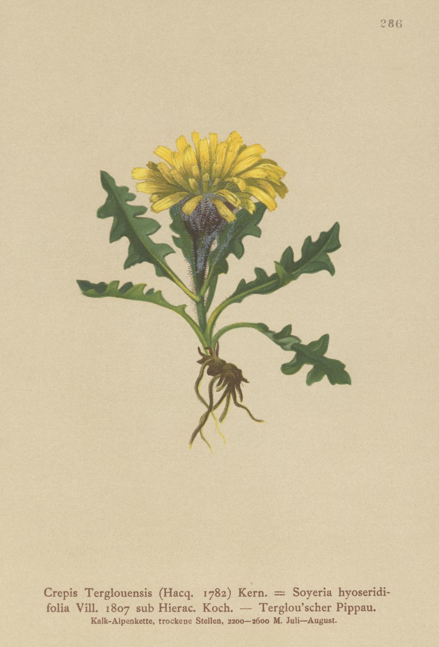 Triglav hökskägg (Crepis Terglouensis, Soyeria hyoseridifolia sub Hierac.) av German School