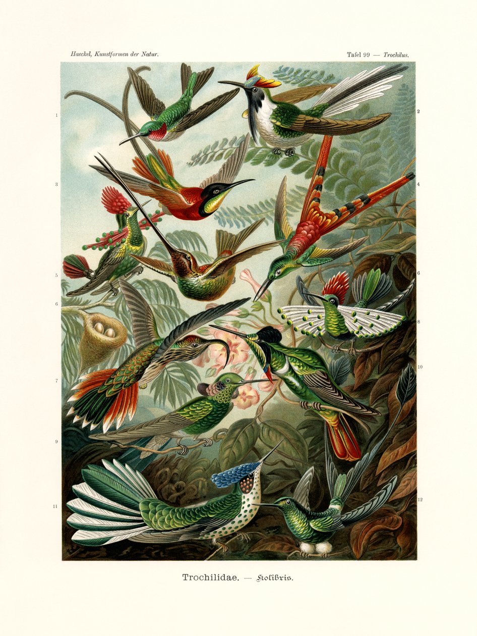 Trochilidae, 1899-1904 av German School