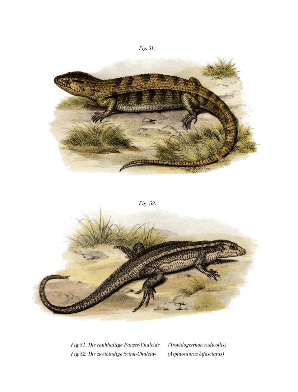 Tropidogerrhon rudicollis (färg litho) av German School
