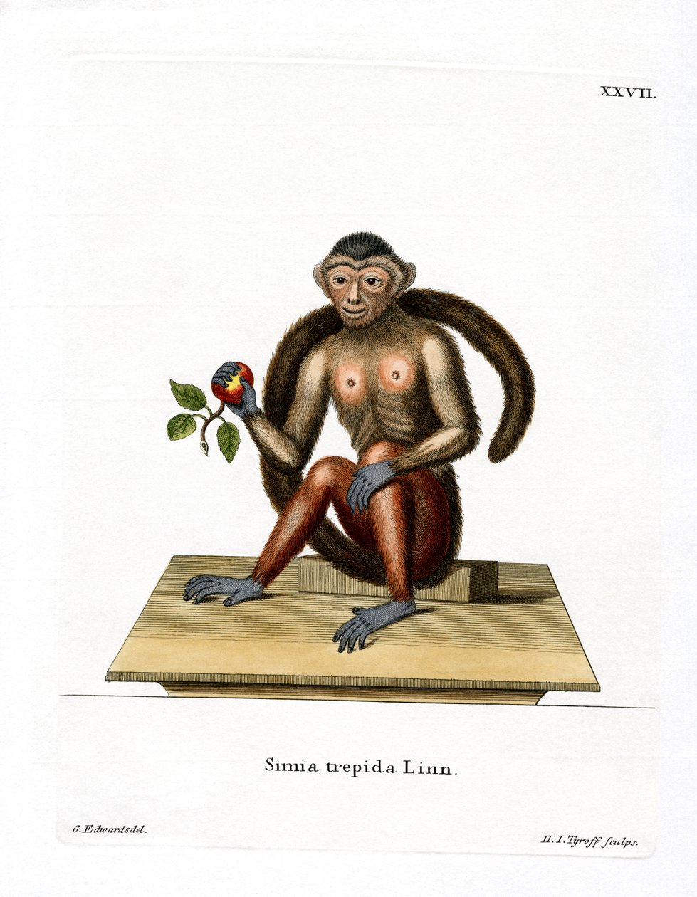 Tufted Capuchin (färgad gravyr) av German School