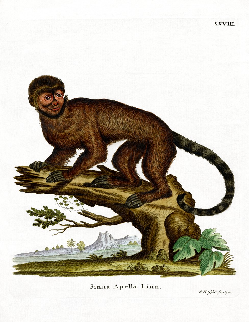 Tufted Capuchin (färgad gravyr) av German School