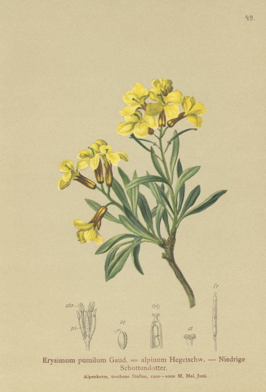 Tuftad väggblomma (Erysimum pumilum, Erysimum alpinum) av German School