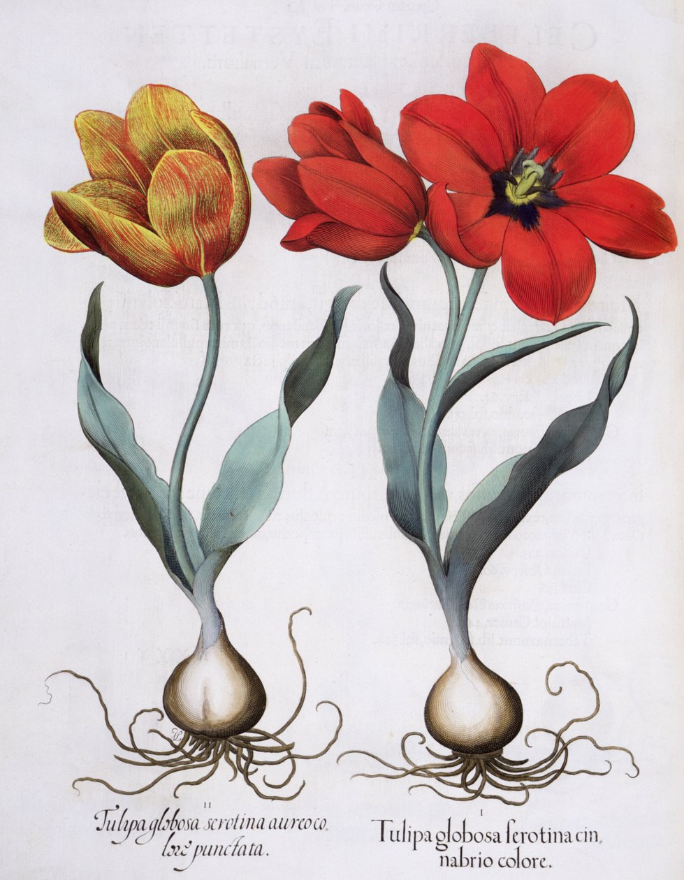 Tulpaner: 1.Tulipa globosa serotina cinnabrio färg; 2. Tulipa globosa serotina aureo color punctata, från Hortus Eystettensis av Basil Besler (1561-1629), pub. 1613 av German School