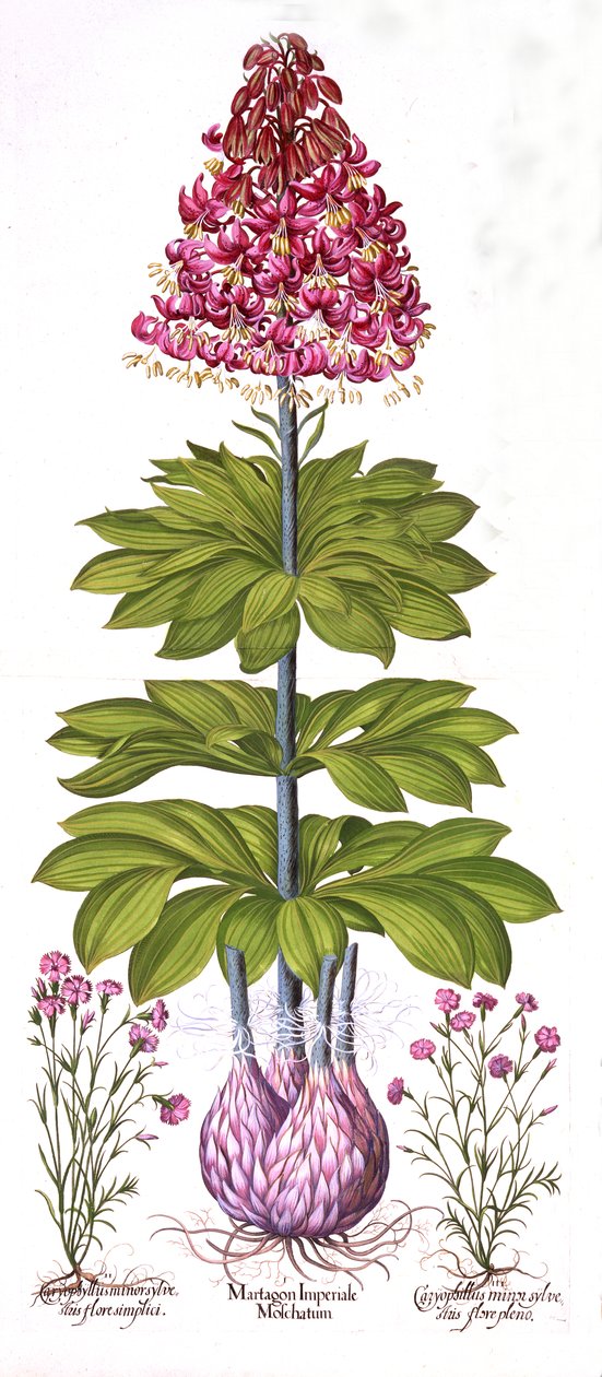 Turks Cap Lily och Dianthus, från Hortus Eystettensis, av Basil Besler (1561-1629), pub. 1613 (handfärgad gravyr) av German School