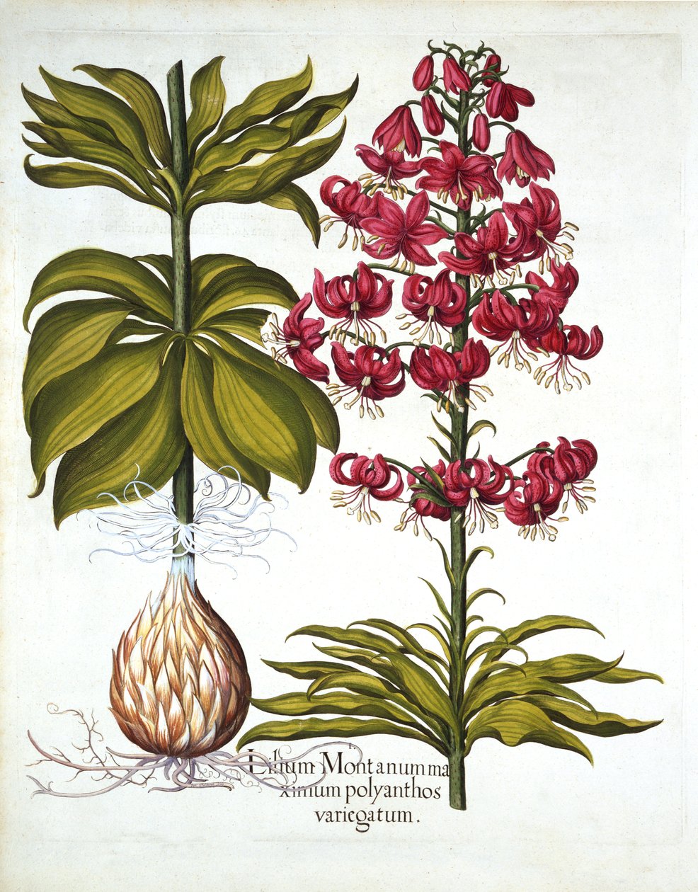 Turks Cap Lily, från Hortus Eystettensis, av Basil Besler (1561-1629), pub. 1613 (handfärgad gravyr) av German School