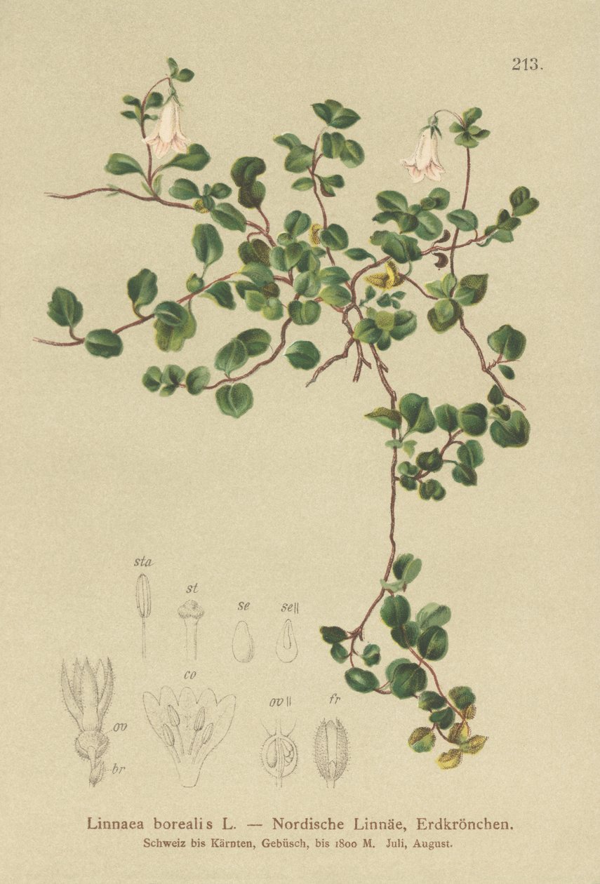 Tvillingblomma (Linnaea borealis) av German School