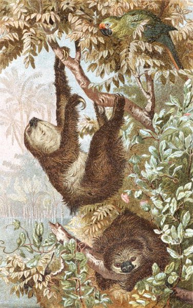 Two-Toed Sloth, tallrik från "Brehms Tierleben: Allgemeine Kunde des Tierreichs", vol.2, s.646, utgiven av Bibliographisches Institut av German School