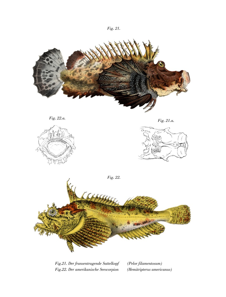 Stingfish med två stickor (litho i färg) av German School