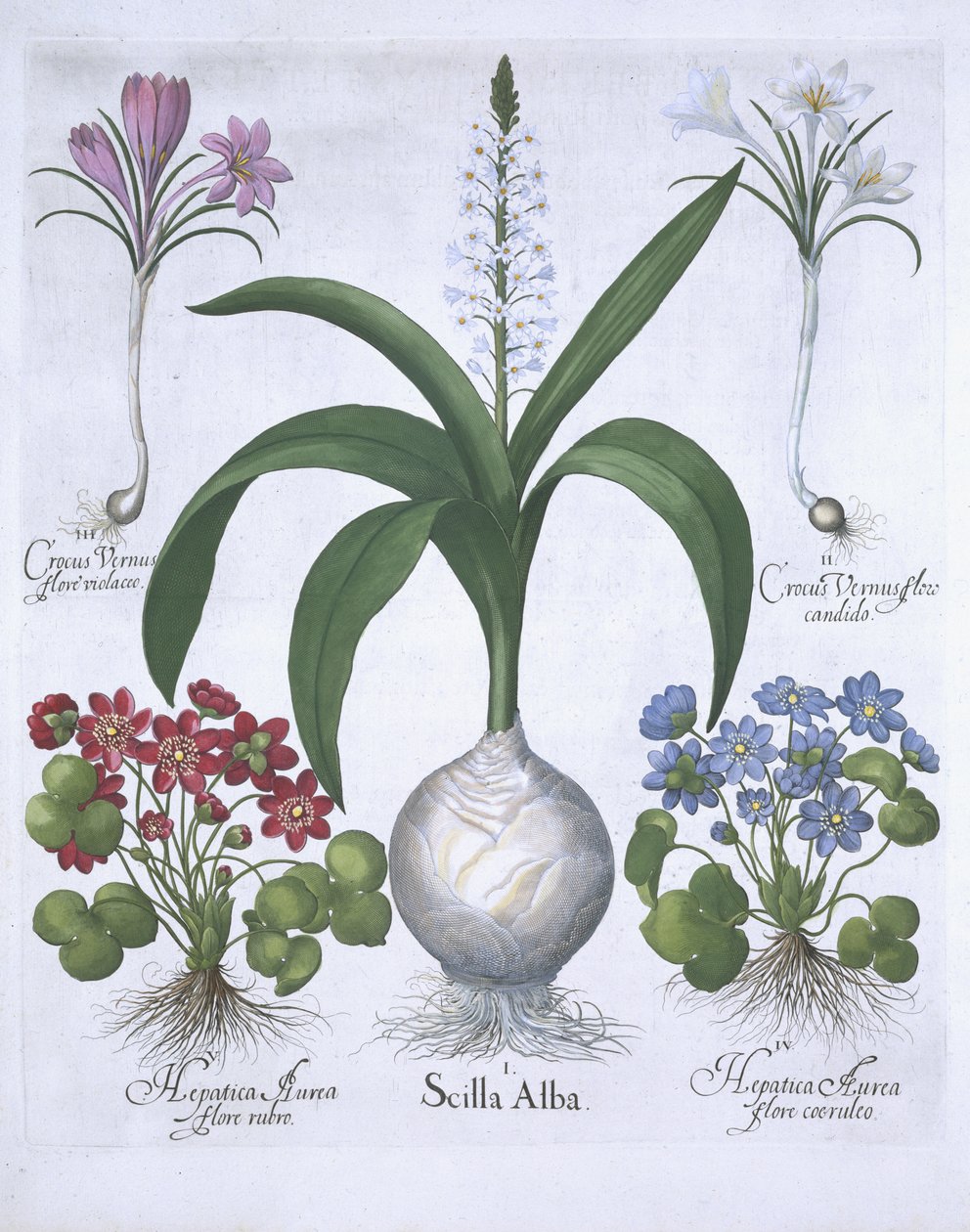 Två krokusar, två hepatica och en Scilla, från Hortus Eystettensis, av Basil Besler (1561-1629) pub. 1613 (handfärgad gravyr) av German School