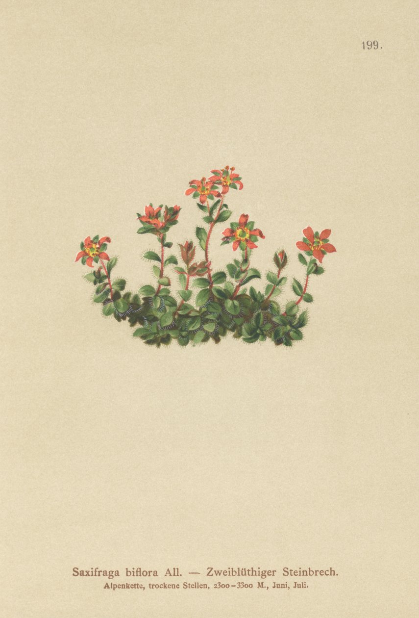 Tvåblommig saxifrage (Saxifraga biflora) av German School