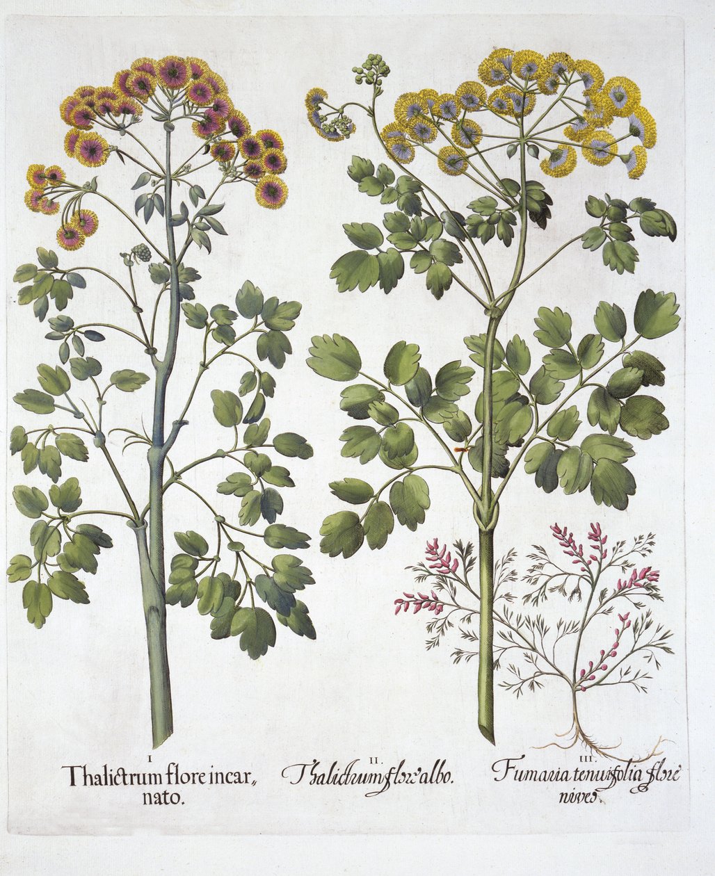 Two Kinds of Meadow Rue and Fumewort, från Hortus Eystettensis, av Basil Besler (1561-1629), pub. 1613 (handfärgad gravyr) av German School