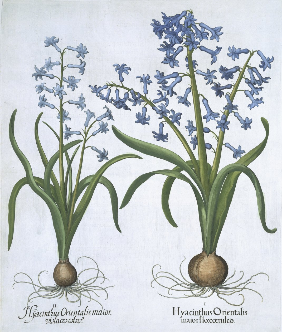Två blå hyacinter, från Hortus Eystettensis, av Basil Besler (1561-1629) pub. 1613 (handfärgad gravyr) av German School