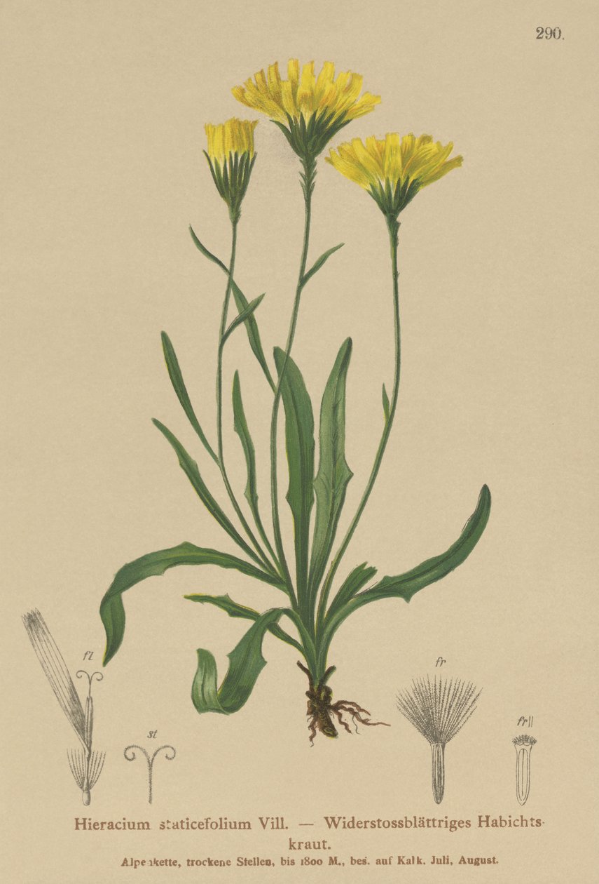 Paraplymjölkört (Hieracium staticefolium, Hieracium staticifolium, Tolpis staticifolia, Chlorocrepis staticifolium, Chlorocrepis staticifolia) av German School