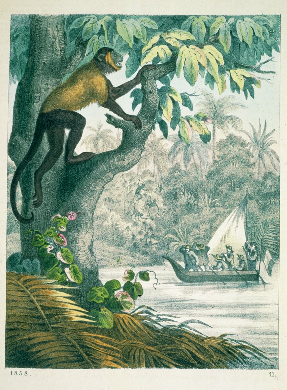 Amazonas övre delar, från The Book of the World, publicerad 1858 av German School