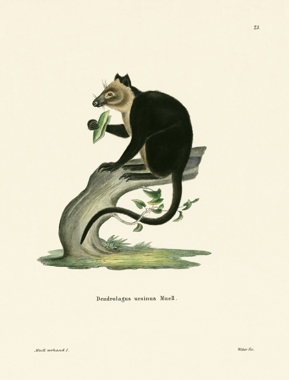Ursine trädkänguru av German School