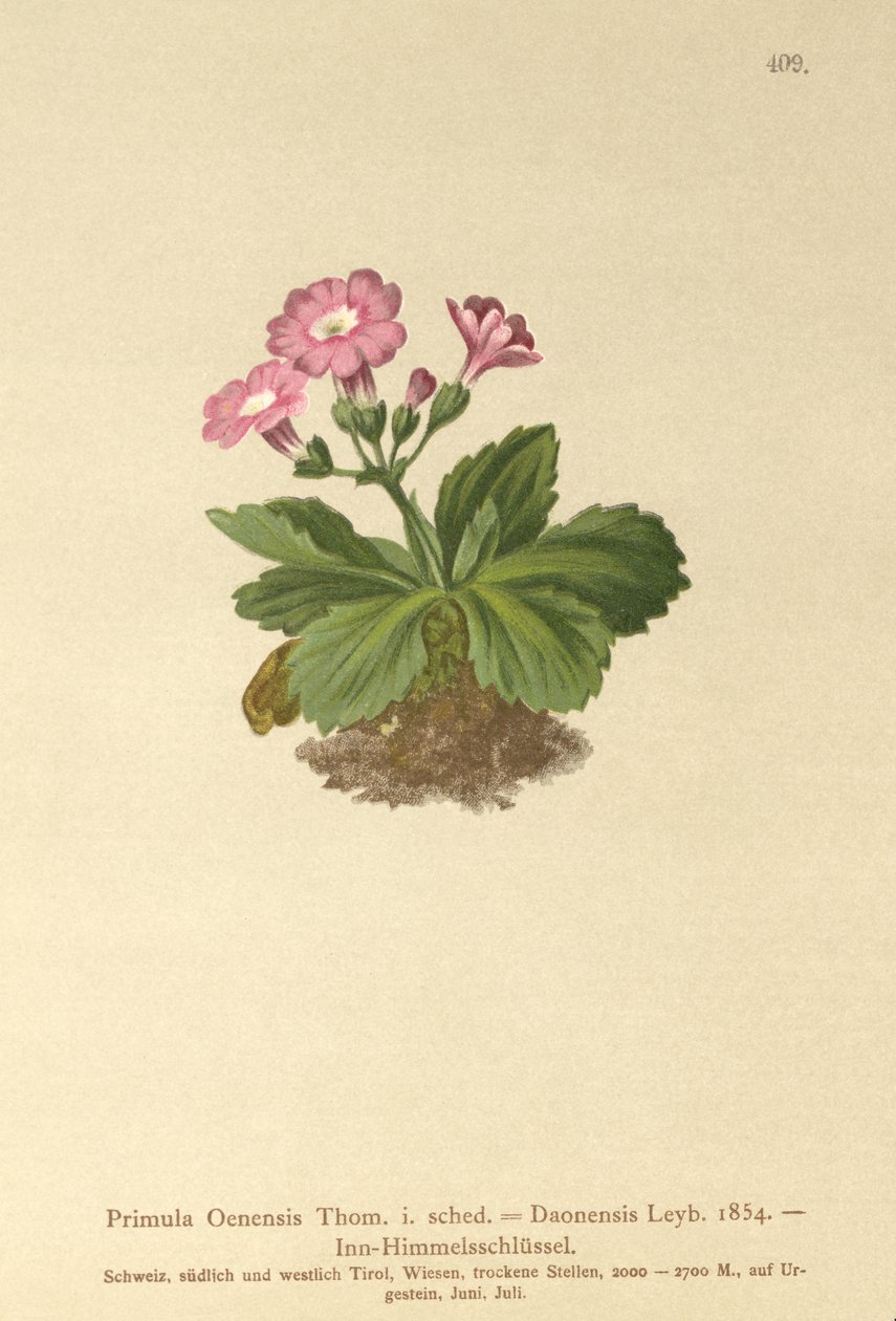 Val-Daone Primrose (Primula Oenensis, Primula Daonensis) av German School