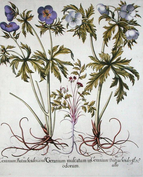 Sorter av pelargon, från "Hortus Eystettensis" av Basil Besler (1561-1629), publicerad i. 1613 (handkolorerad gravyr) av German School